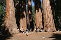 O003  N.P. Sequoia and Kings Canyon